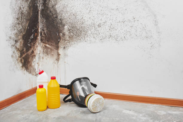 Certified Mold Removal in Sauk City, WI