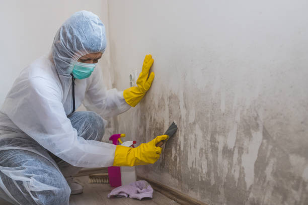 Best Certified Mold Removal  in Sauk City, WI