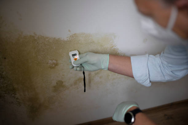 Best Black Mold Removal  in Sauk City, WI