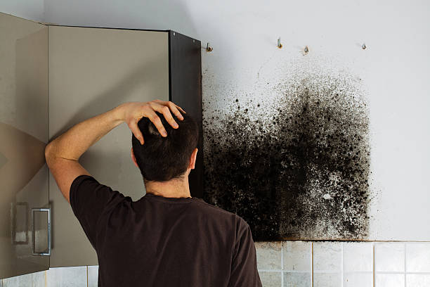 Best Mold Cleaning Services  in Sauk City, WI